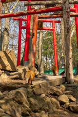 宮城蔵王キツネ村のキツネと鳥居