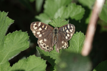 A Speckled Wood Butterfly (Pararge aegeria) in spring