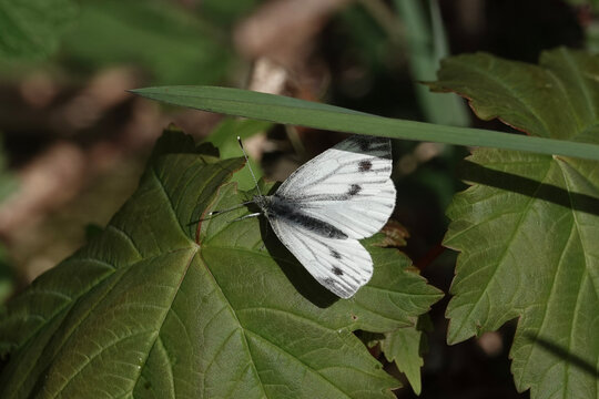 Fototapeta A Green-veined White butterfly (Pieris napi) resting on a leaf