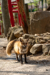宮城蔵王キツネ村のキツネと鳥居