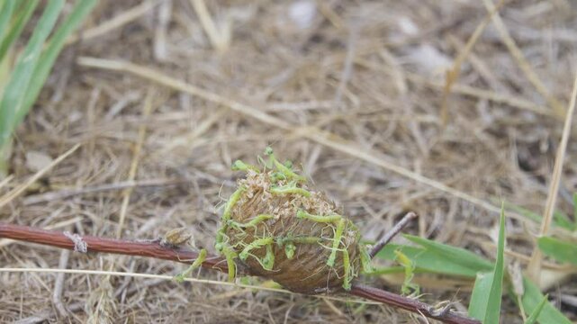 European mantid (Mantis religiosa) neonates have just emerged from the ootheca. Their bodies are still transparent, their movements are not good coordinated. Ultra macro