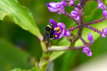 Bumble bee on blue ginger