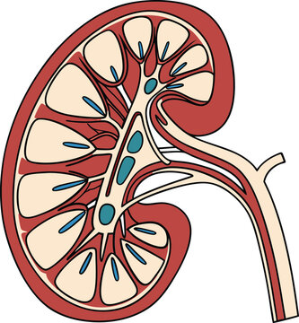 red kidney anatomy diagram clip art preview