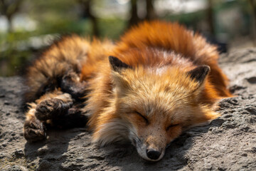 宮城蔵王キツネ村の黄色のキツネ