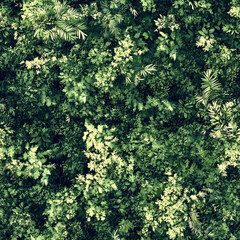 Seamless Tropical Forest Foliage – Overhead Jungle Canopy Texture