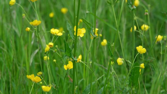 Frische gr&uuml;ne Wiese mit gelben Butterblumen an einem windigen Tag im Fr&uuml;hling