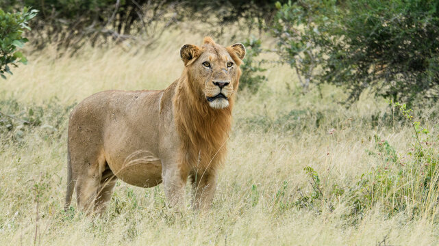 Lions in Kruger National Park