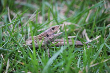 Lizard in green grass. Brown lizard with open mouth. Macro photo of lizard in grass