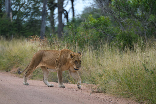 Lions in Kruger National Park