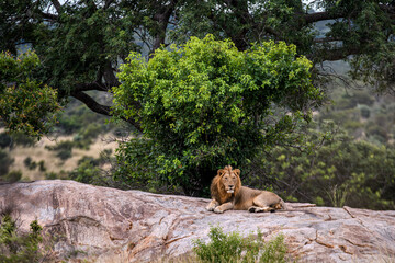 Lions in Kruger National Park