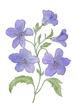 purple blue flowers on white background