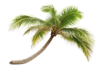 Coconut trees leaning isolated on white background PNG