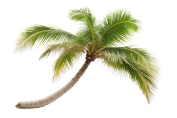 Coconut trees leaning isolated on white background PNG