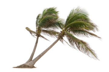 Coconut trees leaning isolated on white background PNG