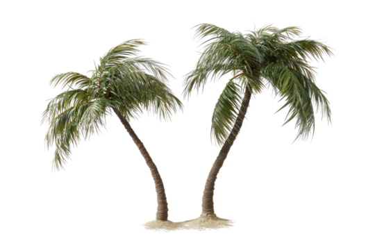 Coconut trees leaning isolated on white background PNG