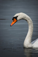 Fototapeta premium A very detailed and stunning image of a swan.