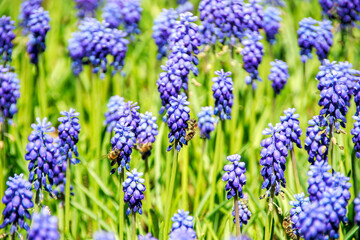 bluebonnet, Lupine, blue color bell shaped ground flowers in the spring