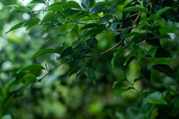 green leaves on a tree