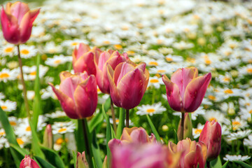 field of daisies and red tulips
