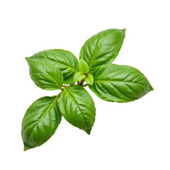 Fresh green basil leaves on a transparent background.