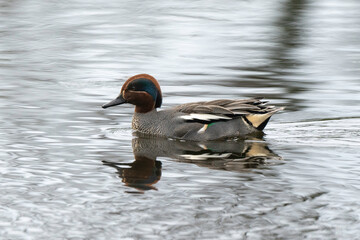 Sarcelle d'hiver,.Anas crecca, Eurasian Teal