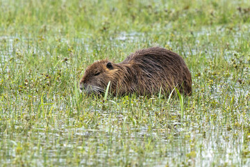 Ragondin,  Myocastor coypus