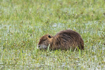 Ragondin,  Myocastor coypus