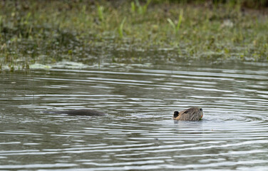 Ragondin,  Myocastor coypus
