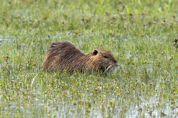 Ragondin,  Myocastor coypus