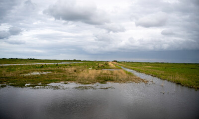 Réserve de Beauguillot, Parc Naturel Régional des Marais du Cotentin et du Bessin, 50, Manche, France