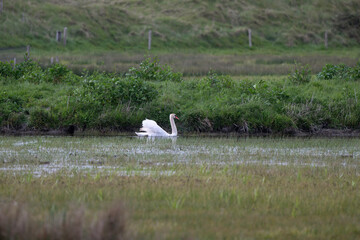 Cygne tuberculé,.Cygnus olor, Mute Swan, Réserve de Beauguillot, Parc Naturel Régional des Marais du Cotentin et du Bessin, 50, Manche, France