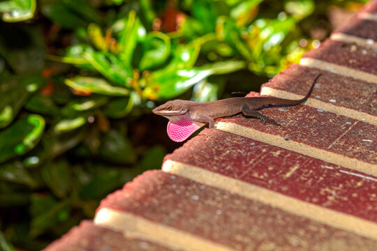 Green anole ( Anolis carolinensis) , knows as  Carolina anole, Carolina green anole, etc.  United States and sometimes referred to as the American chameleon.