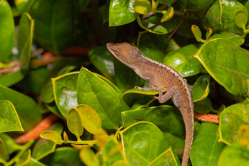 Green anole ( Anolis carolinensis) , knows as  Carolina anole, Carolina green anole, etc.  United States and sometimes referred to as the American chameleon.