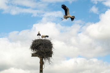 Cigogne blanche, Ciconia ciconia, White Stork, Calvaire, Beuzeville la Bastille, 50, Manche, France