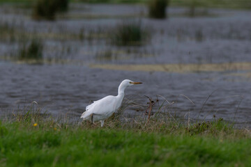 Héron garde boeufs,.Bubulcus ibis, Western Cattle Egret