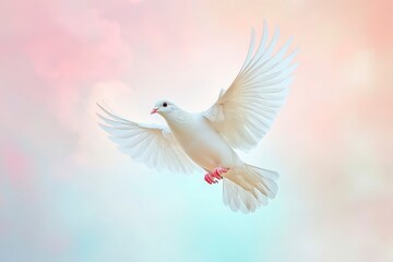 Fototapeta premium dove of peace