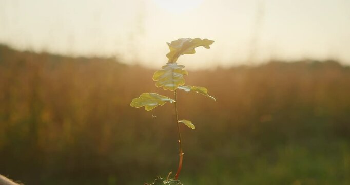 A young sapling is held gently in cupped hands against a golden field at sunset