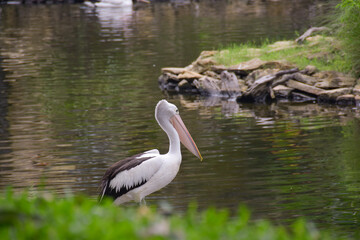 Naklejka premium pelicans in the river