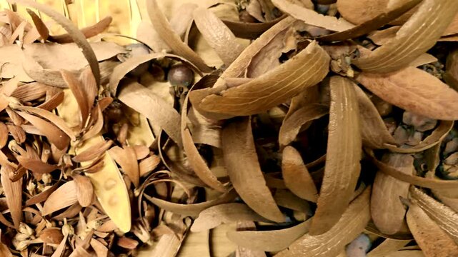 Natural Series : Pile of Siamese Sal. Stock of winged seed. Dipterocarpus alatus Roxb. ex G.Don. Pile of siamese sal. Flying seed of Yang tree.