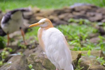 white egret in hand