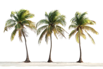 Coconut trees leaning isolated on white background PNG