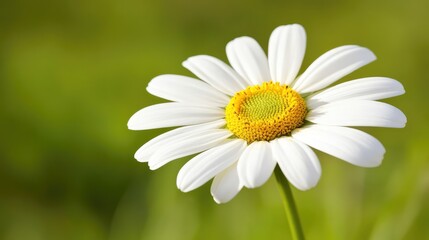 Fototapeta premium A close-up of a blooming flower with vibrant colors, symbolizing joy and happiness, surrounded by open space for marketing or branding text