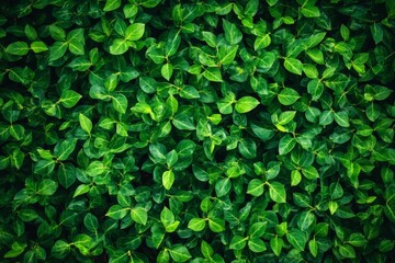 Lush Green Foliage Dense Overhead Shot, Vibrant Green Leaves Texture, Nature Background, Plant Photography Nature Photography, Green Texture