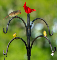 A female cardinal and a male and female lesser goldfinch sitting on the arches of the bird feeder pole, singing while waiting for supper