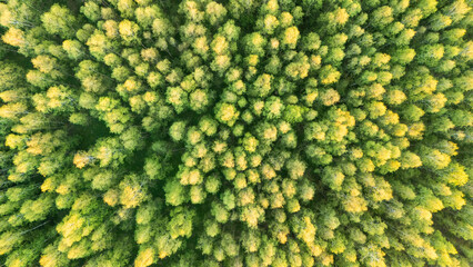 Aerial view of a dense forest showcasing a variety of green trees. The treetops exhibit hues of...