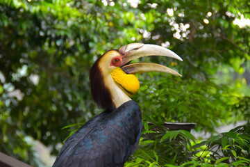 Golden Hornbill on a tree. A bird species found only in Southeast Asia.