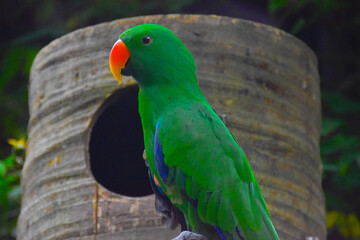 Parrot Parrot, green mouth red yellow