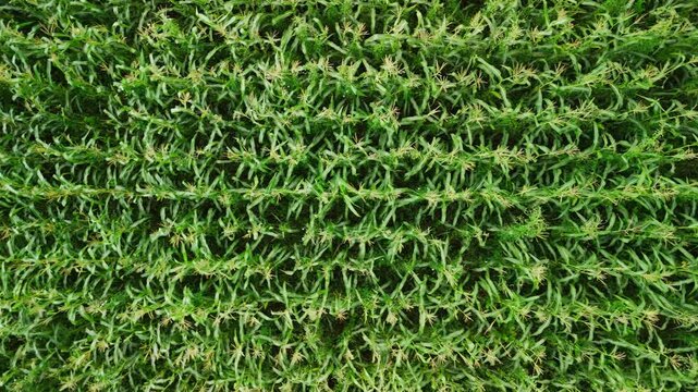 Verdant corn rows undulating rhythmically, revealing intricate wave patterns across expansive farmland under bright sunlight, capturing agricultural landscape's natural symmetry and growth