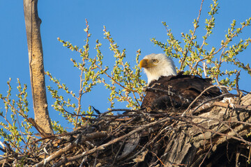 Bald eagle (Haliaeetus leucocephalus) resting in its nest at Lower Klamath wildlife refuge, Siskiyou County, California.