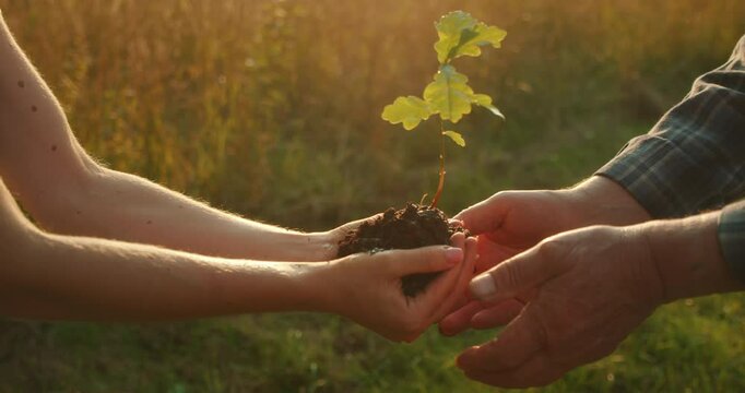 Hands passing a young tree seedling symbolizing growth care and environmental legacy